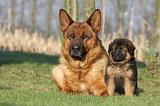 BERGER ALLEMAND 845